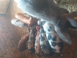 Vând scroafă cu nouă purcei de șase săptămâni 3500 de lei   - imagine 2