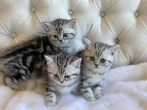 British shorthair puiuți superbi - imagine 2