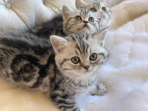 British shorthair puiuți superbi