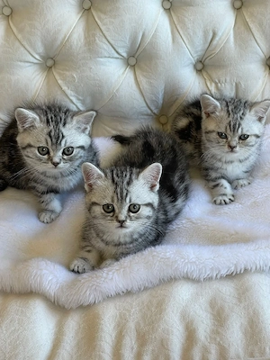 British shorthair puiuți superbi - imagine 3