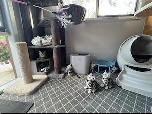 British shorthair motănei și pisicuțe