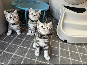 British shorthair motănei și pisicuțe - imagine 2