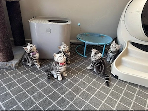 British shorthair motănei și pisicuțe - imagine 3