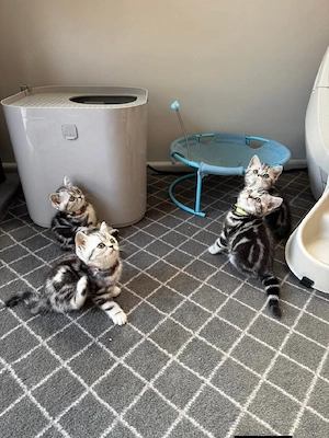 British shorthair motănei și pisicuțe - imagine 5