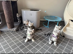 British shorthair motănei și pisicuțe - imagine 4