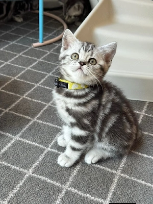 British shorthair pisoiași - imagine 4