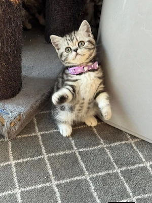 British shorthair pisoiași - imagine 2