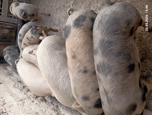 Vind porci  satu nou de jos - imagine 2