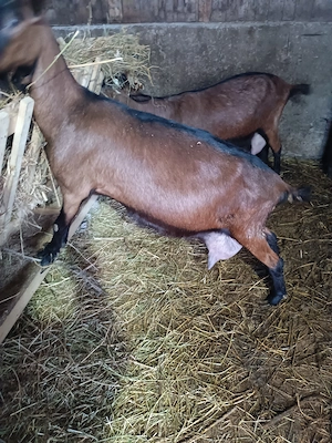 Capre Alpina Franceza  - imagine 2