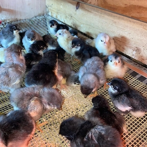 pui australorp si araucana  - imagine 2