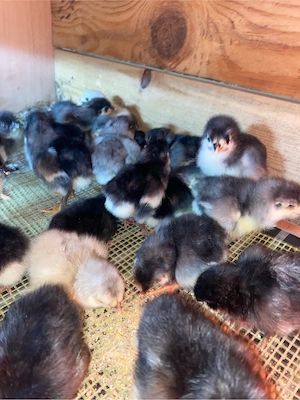 pui australorp si araucana  - imagine 3