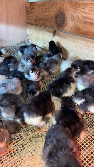 pui australorp si araucana  - imagine 4