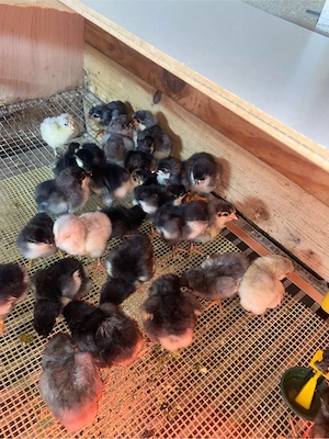 pui australorp si araucana  - imagine 5