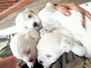 Căței Bichon (părinți rasa pura) - 8 săptămâni 