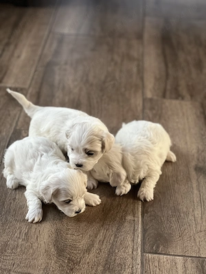 Căței Bichon maltez (părinți rasa pura) - imagine 2