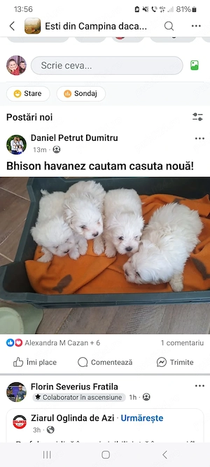 Bhison havanez, căutăm căsuță nouă!  - imagine 3