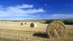 Teren agricol 12000 mp Sapunari Calarasi