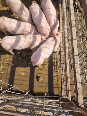 purcei de vanzare  - imagine 2