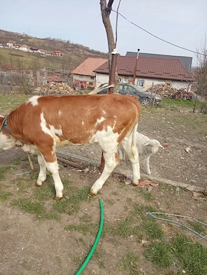 De vânzare doua vitele....