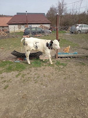 De vânzare doua vitele.... - imagine 2