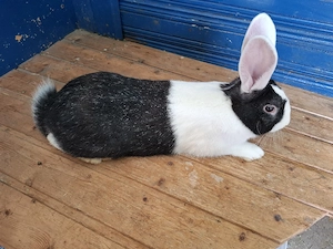 iepurasi de vanzare - imagine 3