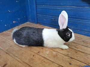 iepurasi de vanzare - imagine 2