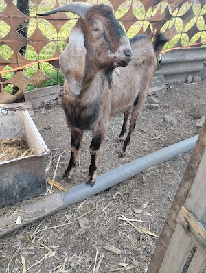 Vânzări țap de rasă.