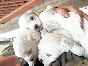 Căței Bichon maltez (părinți rasa pura) - imagine 3