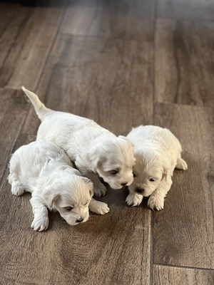 Căței Bichon maltez (părinți rasa pura)