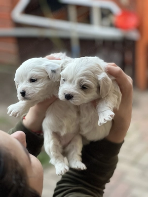 Căței Bichon maltez (părinți rasa pura) - imagine 4