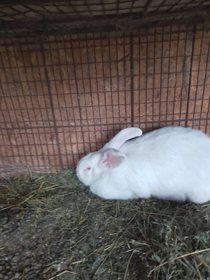 Iepuroaica pentru reproducere