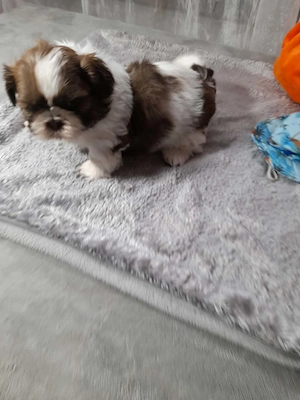 Baietel shitzu din parinti cu pedigree  - imagine 2