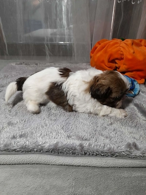 Baietel shitzu din parinti cu pedigree  - imagine 3