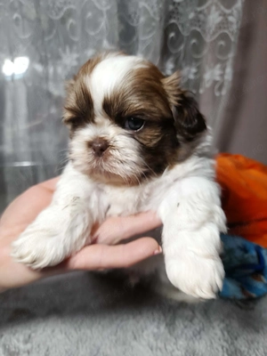 Baietel shitzu din parinti cu pedigree  - imagine 4