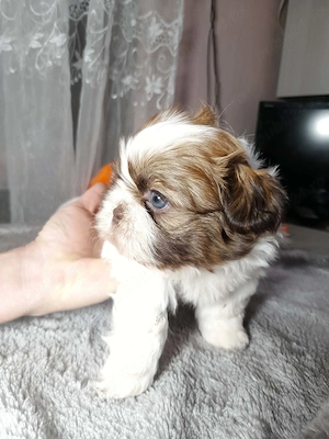 Baietel shitzu din parinti cu pedigree  - imagine 5