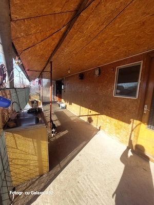 Casa de vanzare Gradistea  - imagine 4