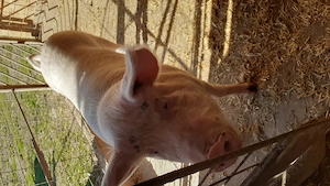 Vand porc Marele Alb - imagine 3