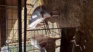 Vand porc Marele Alb - imagine 2