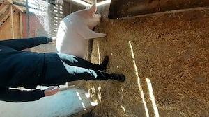 Vand porc Marele Alb - imagine 4