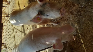 Vand porc Marele Alb