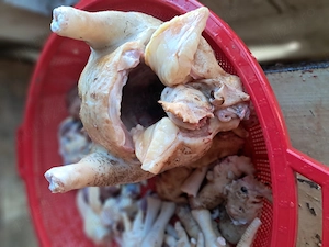 pui gaini si oua de tara - imagine 4