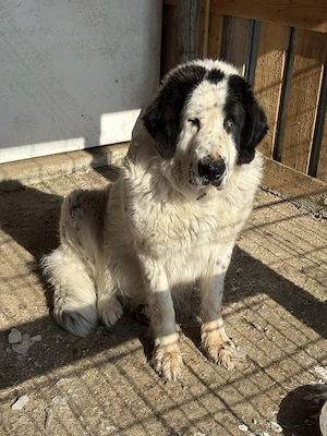 disponibilă femelă 