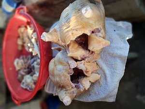 pui gaini si oua de tara - imagine 2