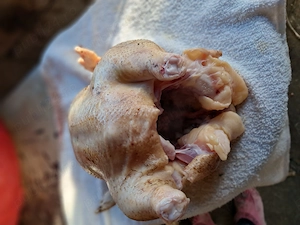 pui gaini si oua de tara - imagine 5