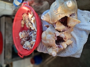 pui gaini si oua de tara - imagine 3