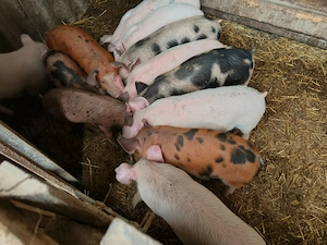 Vind 12 purcei de 8 saptamini  - imagine 2