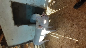 Vand porc Marele Alb - imagine 5