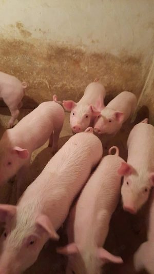 vind purcei - imagine 2