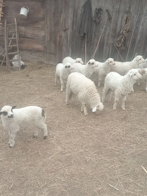 oi de vânzare  - imagine 5