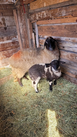 oi carabase  - imagine 2